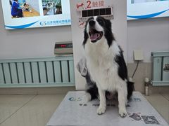 -北京观赏动物医院·24小时大型综合·猫专科·异宠专科