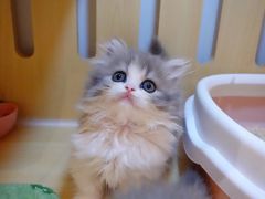 -momokira米努特·德文卷毛猫·棉花面纱犬