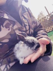 -萌宠亲子动物乐园(槐房万达店)