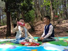 -铁山坪森林公园