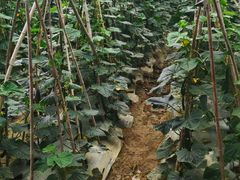 -武汉世外桃源农庄