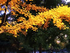 -长白岛森林公园