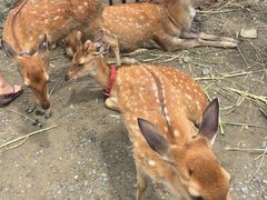-鹿境梅花鹿生态园区