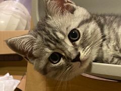 -佳雯宠物医院·皮肤科·内外科(春晓路分院)