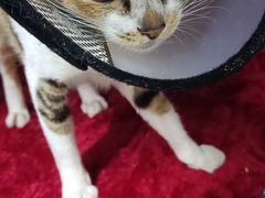 -瑞派动物医院·猫专科·至诚(江南中分院)