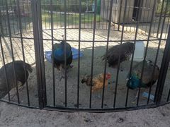 -前小桔亲子创意农场·草莓采摘·露营烧烤