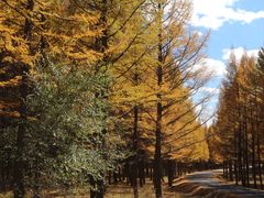 -塞罕坝国家级自然保护区