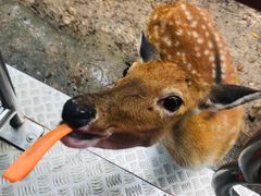 -清迈夜间动物园