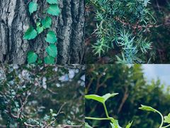 -国家植物园