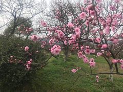 -林屋梅海青梅保护基地