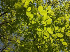 -洛阳白云山景区