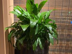 -荷风细雨·中国茶宴(碧云店)