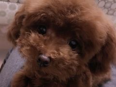 -瑞派·关忠动物医院·猫专科·犬专科(三环新城店)