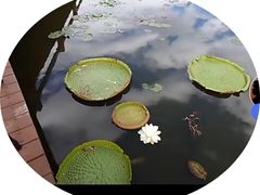 -国家植物园南园