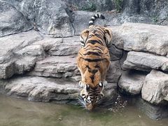 -深圳野生动物园