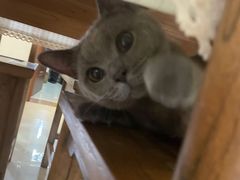 -猫大福·Fortune Cat猫舍(百子湾店)