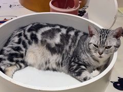 -藏猫猫咖啡主题馆(中央大道店)