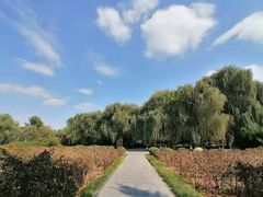-洛阳市隋唐城遗址植物园