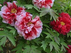 -莲花池公园