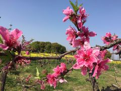 -田园东方蜜桃村的田野营地
