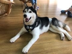 -Husky Go! 哈士奇体验馆·宠物咖啡厅狗咖