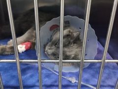 -佑安动物医院·全科·内窥镜中心(幸福巷店)