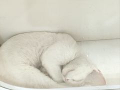 -三花喵·撸猫购宠·宠物生活馆(虹桥南丰城店)