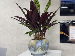 -龙膜全球臻选店·汽车贴膜·隐形车衣(北京琪朗店)