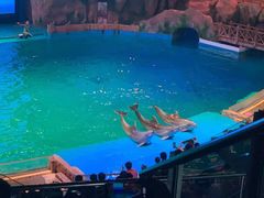 -芜湖新华联大白鲸海洋公园