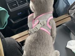-喵zoo家庭繁育猫舍(尖东智能花园店)