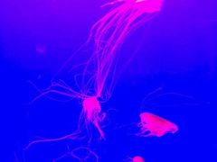 -多彩贵州城极地海洋世界