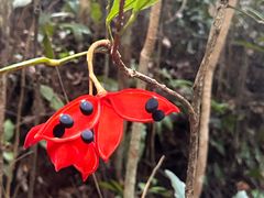 -武吉知马自然保护区