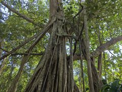 -中国科学院西双版纳热带植物园