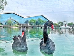 -鄱阳湖国家湿地公园