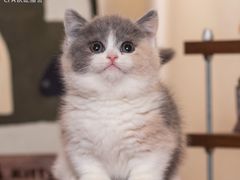 -小猫来了·猫舍(红山六九七九店)