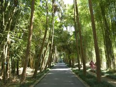 -中国科学院西双版纳热带植物园