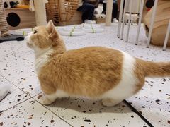 -Umiao与猫咖啡 猫咖