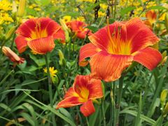 -国家植物园南园