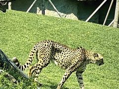 -北京野生动物园