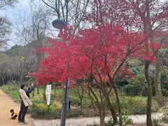 -西湖风景区-江洋畈生态公园