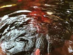 -中家鑫园温泉酒店鑫悦汤泉