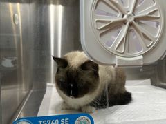 -北京观赏动物医院·24小时大型综合·猫专科·异宠专科