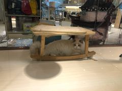 -momokira米努特·德文卷毛猫·棉花面纱犬
