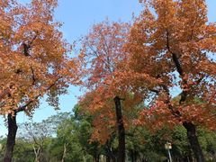 -顺峰山公园