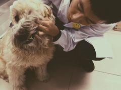 iphone_upload_pic-康乐宝动物医院