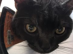 -艾贝尔宠物医院 ·内科全科(梁溪路店)