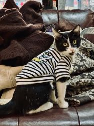 -ChenV西服礼服高级定制(市区养育巷店)