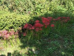 -白马涧龙池景区