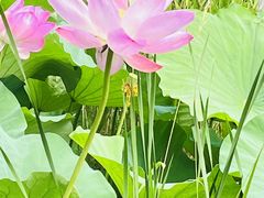 -洪湖生态旅游区