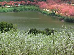 -南国桃园旅游度假区